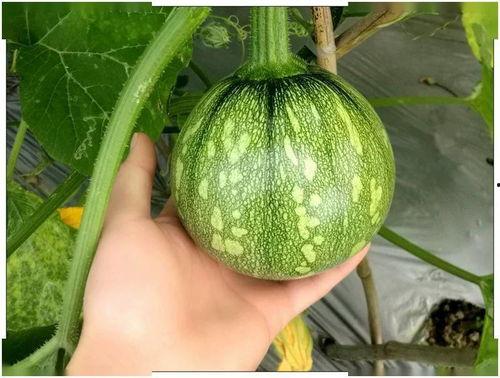 梦见吃别人的小瓜,揭秘吃别人小瓜的神秘寓意